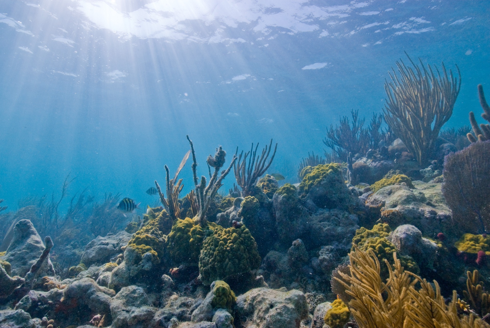 Underwater coral reef, Biscayne National Park
