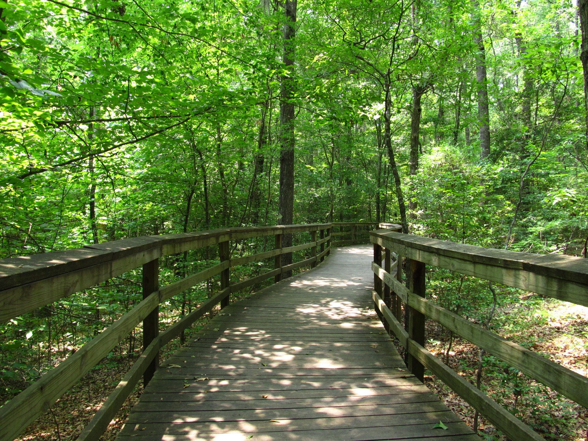 Elevated boardwalk through the bottomland forest at Congaree National Park