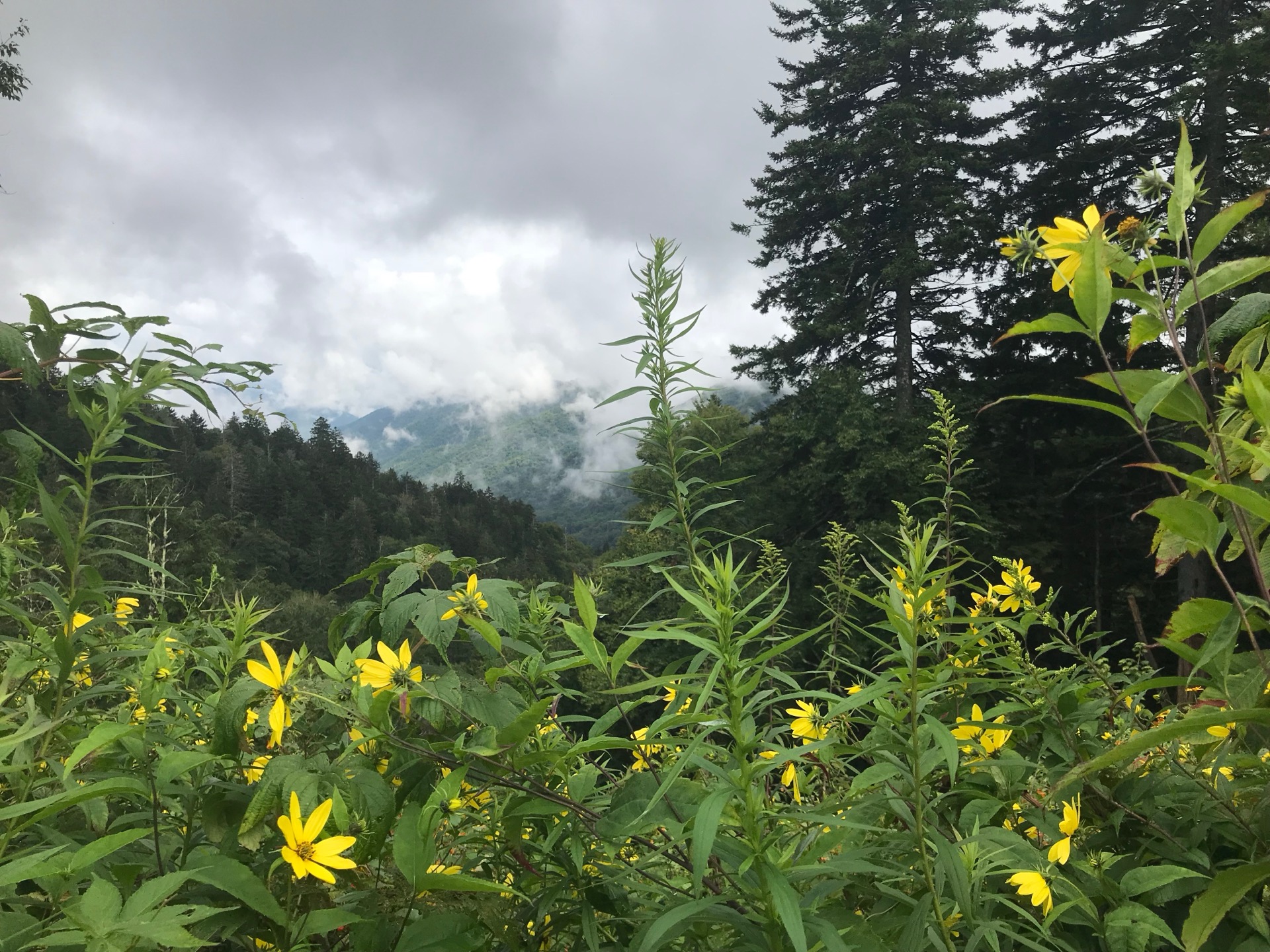 Hazy blue-ridge view from Newfound Gap after rain, Great Smoky Mountains National Park