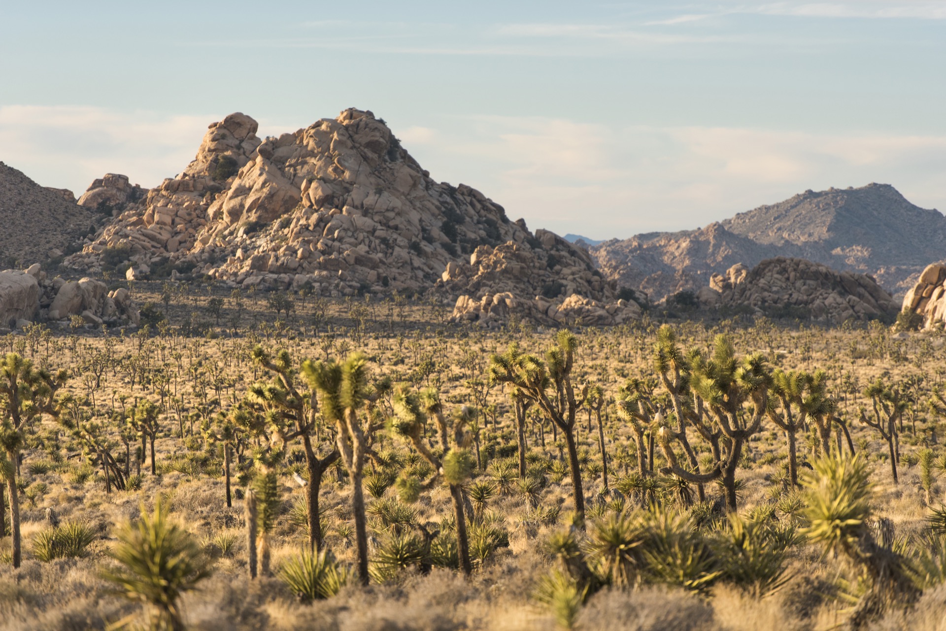 Lost Horse Valley, Joshua Tree National Park