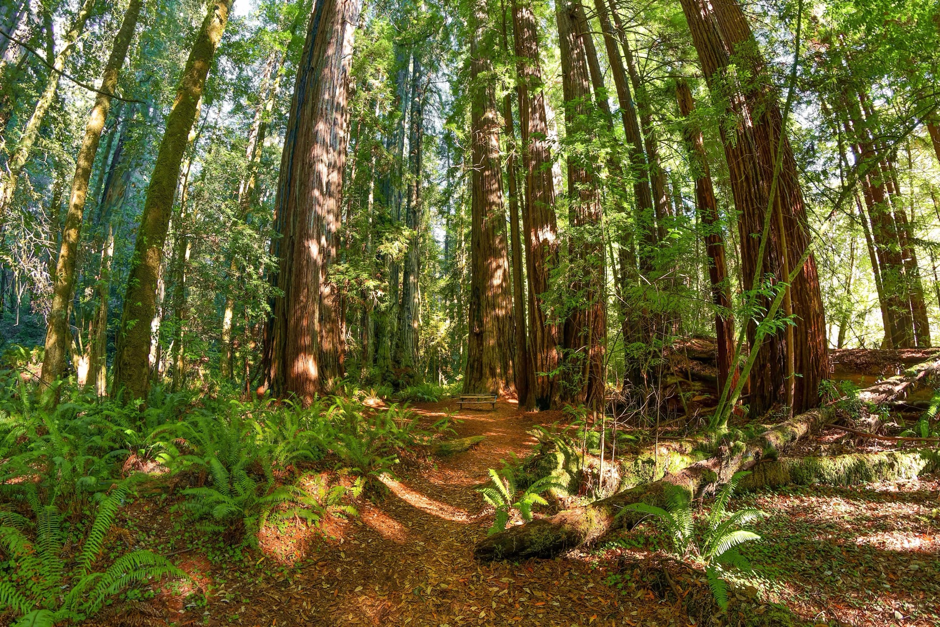 Redwood grove, Redwood National and State Parks