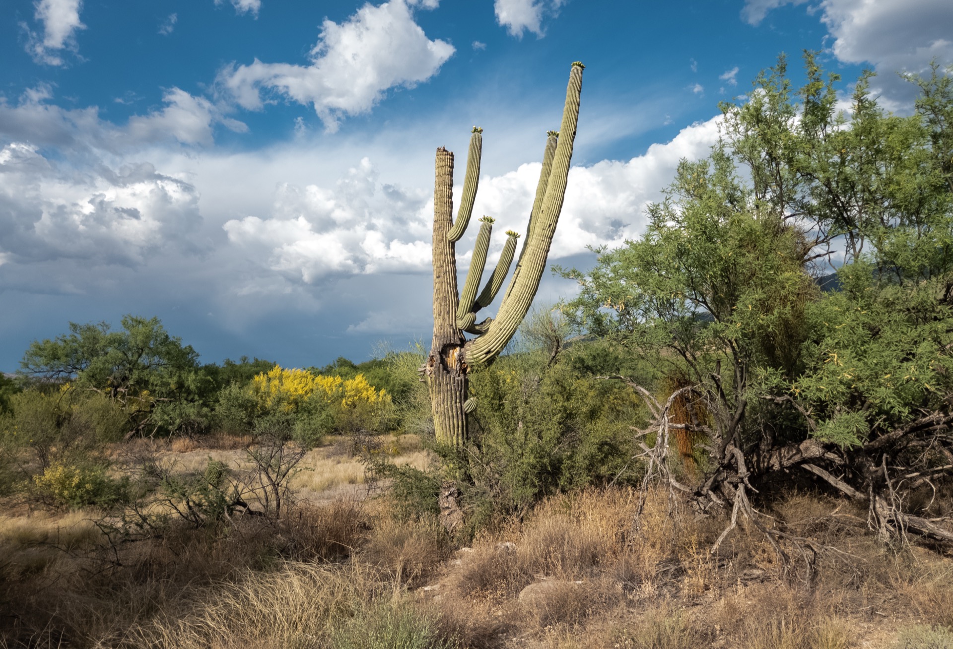 A multi-armed saguaro cactus silhouetted against a blue sky with large white clouds, Saguaro National Park