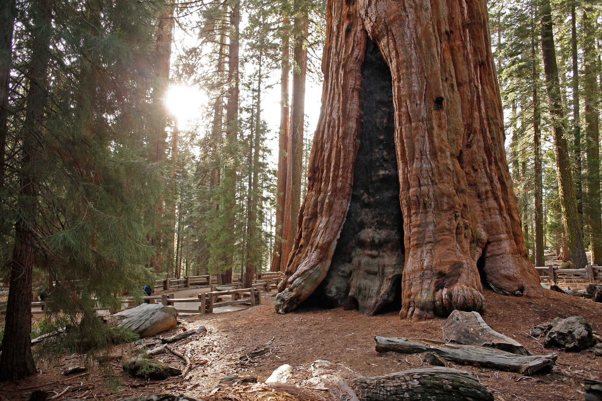 Sunlight shining behind a giant sequoia tree, Sequoia National Park