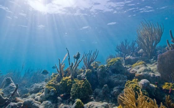 Underwater coral reef, Biscayne National Park