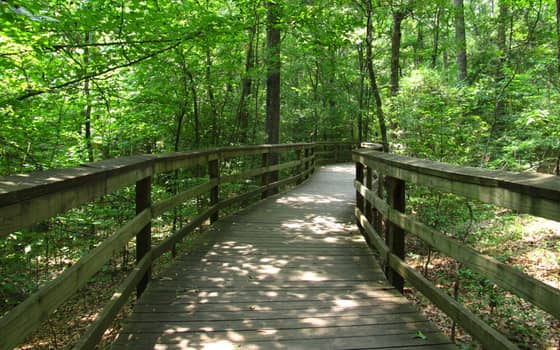 Elevated boardwalk through the bottomland forest at Congaree National Park