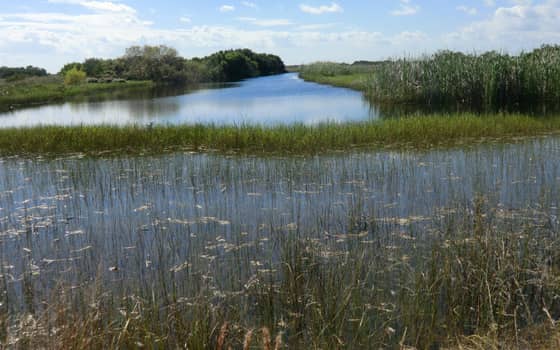 Pa-hay-okee overlook, River of Grass, Everglades National Park