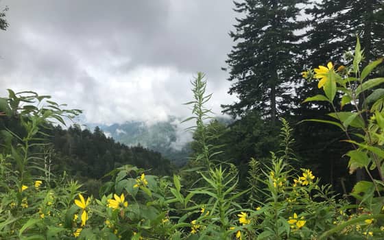 Hazy blue-ridge view from Newfound Gap after rain, Great Smoky Mountains National Park