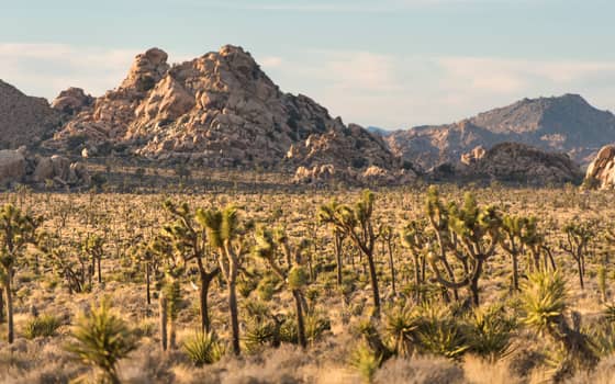 Lost Horse Valley, Joshua Tree National Park