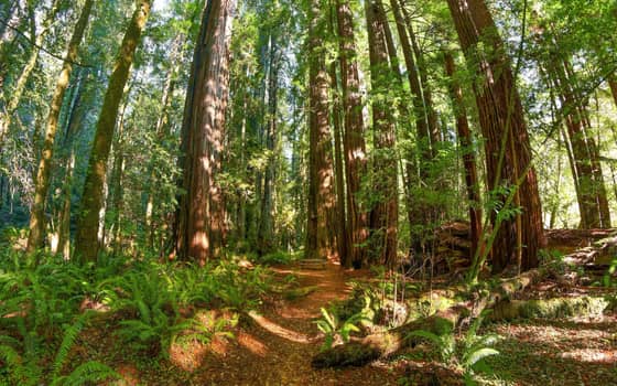Redwood grove, Redwood National and State Parks