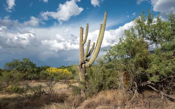 A multi-armed saguaro cactus silhouetted against a blue sky with large white clouds, Saguaro National Park