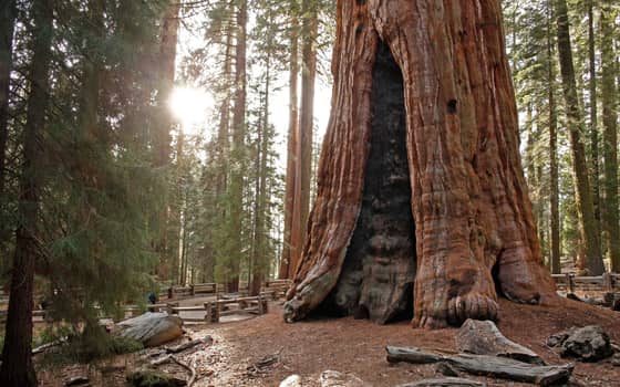Sunlight shining behind a giant sequoia tree, Sequoia National Park