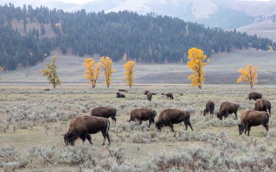 Bison herd grazing in Lamar Valley with golden autumn cottonwoods, Yellowstone National Park