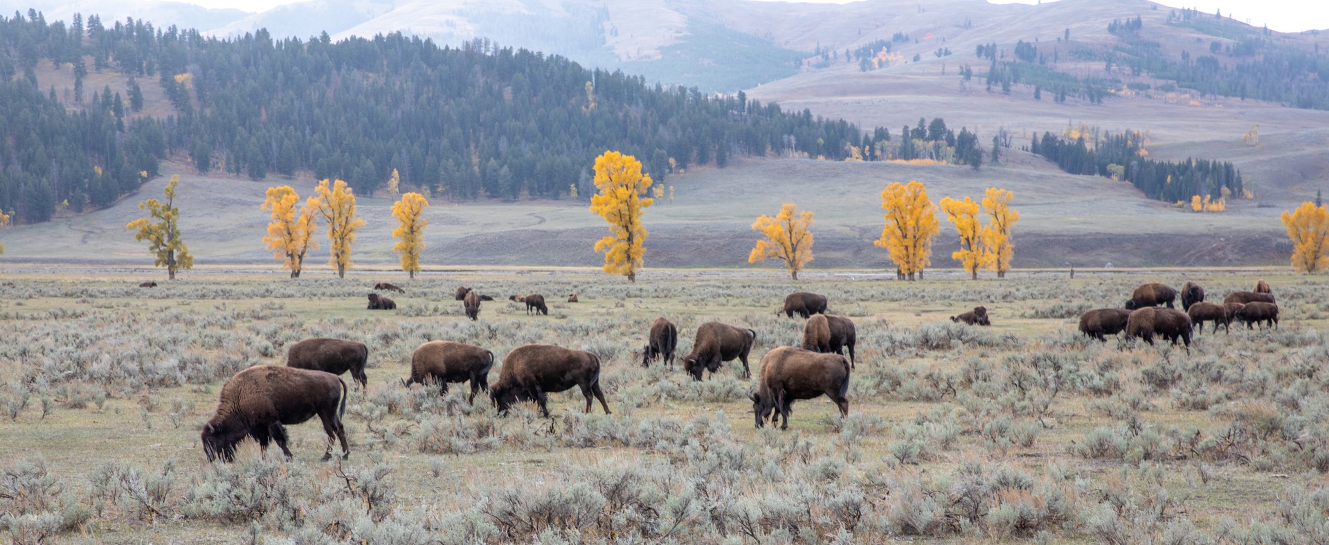 Bison herd grazing in Lamar Valley with golden autumn cottonwoods, Yellowstone National Park